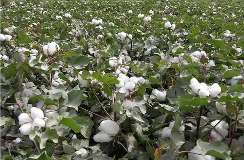 應用殼寡糖防治棉花枯黃萎病技術措施