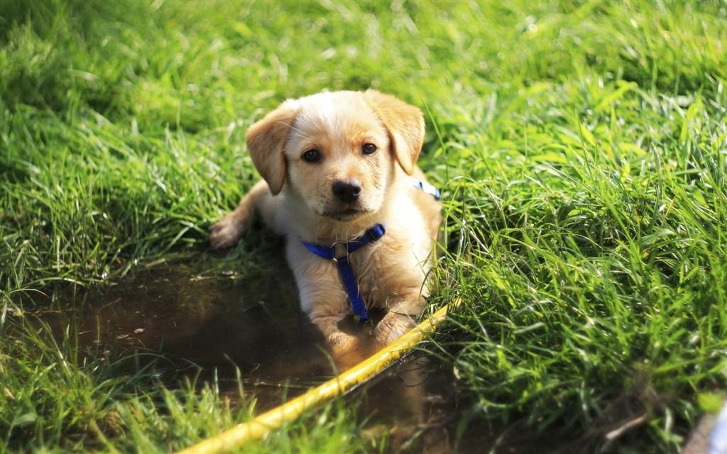 殼寡糖對動(dòng)物機(jī)體免疫和炎癥調(diào)節(jié)作用及其機(jī)制的研究進(jìn)展