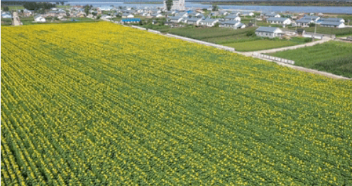 殼寡糖在農業領域的適用范圍以及最佳使用期